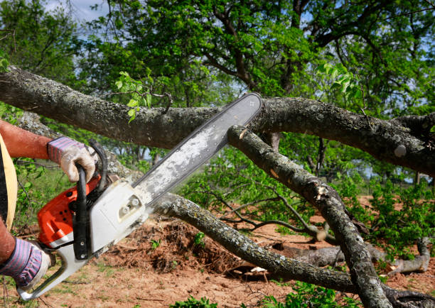 Dead Tree Removal in Shelley, ID